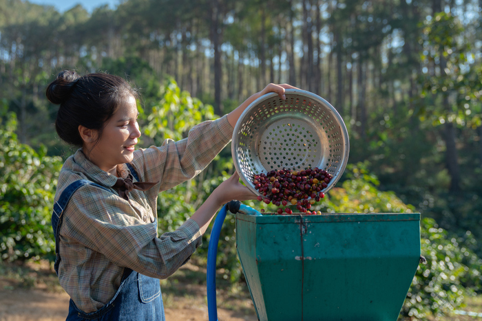 Coffee harvesting